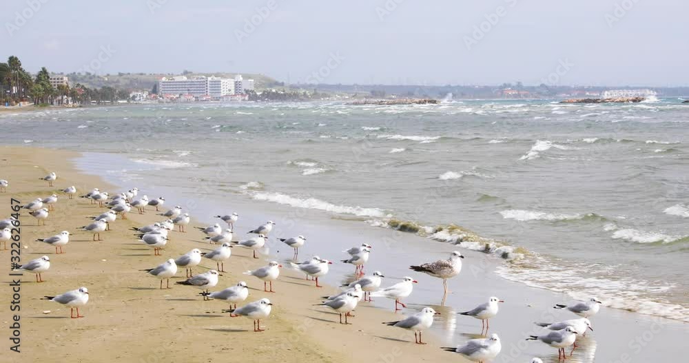 Flock of seagulls sitting on a sandy beach at windy weather. Larnaca beach in Cyprus Flock of seagulls sitting on a sandy beach at windy weather. Larnaca beach in Cyprus