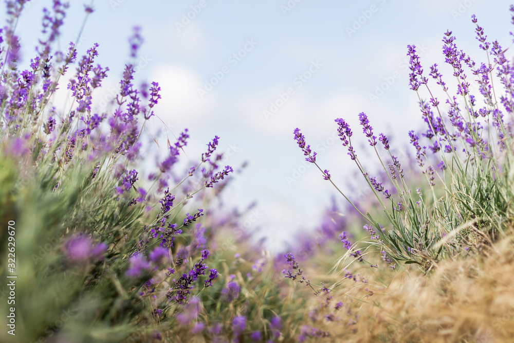 Naklejka premium Blurred nature scene Lavender flowers beautiful nature scene field in sunlight Lavender floral background