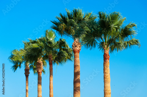 Fototapeta Naklejka Na Ścianę i Meble -  Green palm trees against a blue sky
