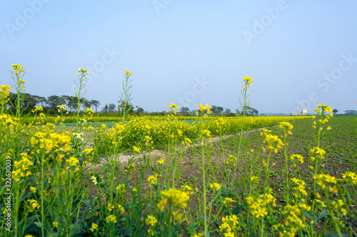 yellow blooming mustard plants field with an old houses in the background under the winter sky. photo