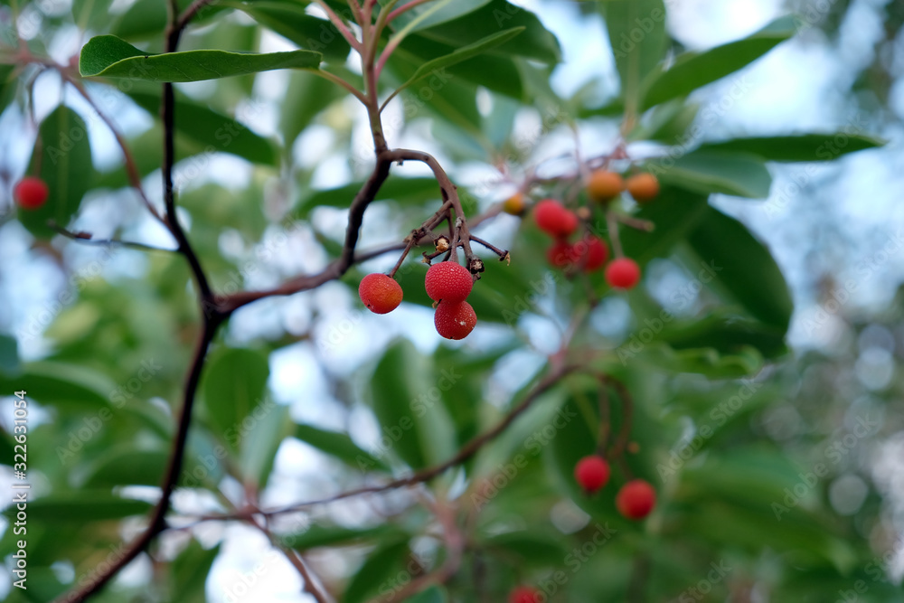 Branches of a Mediterranean strawberry-tree with red round fruits in dense thickets close up view