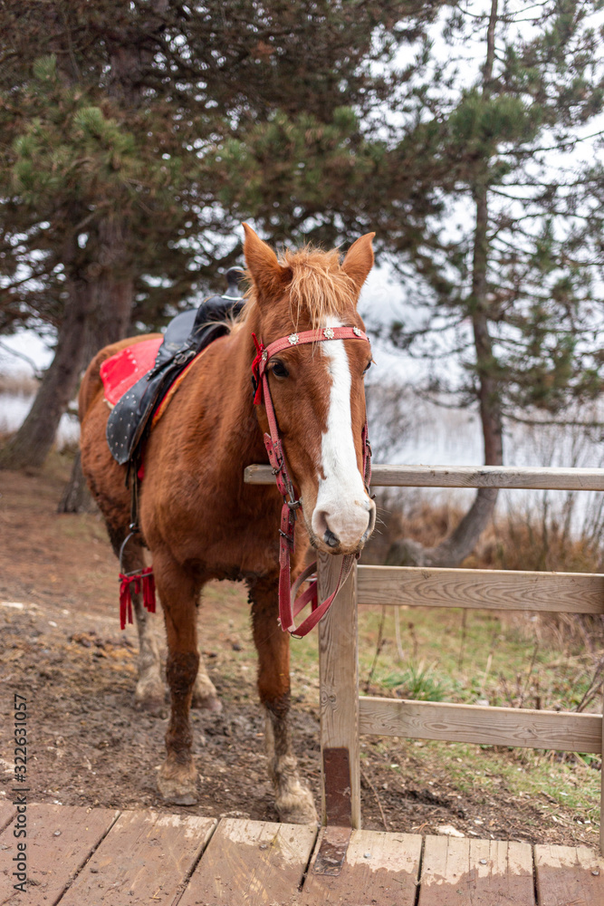 Beautiful horse on the lake Beautiful horse on the lake