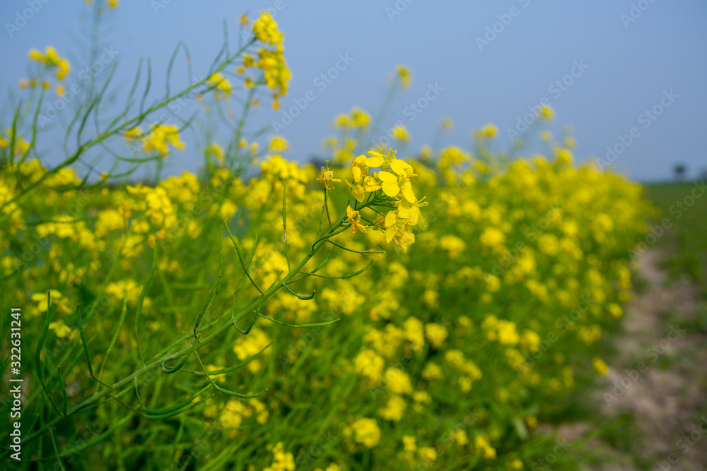 Yellow mustard flower, mustard flower field is fully bloomed.