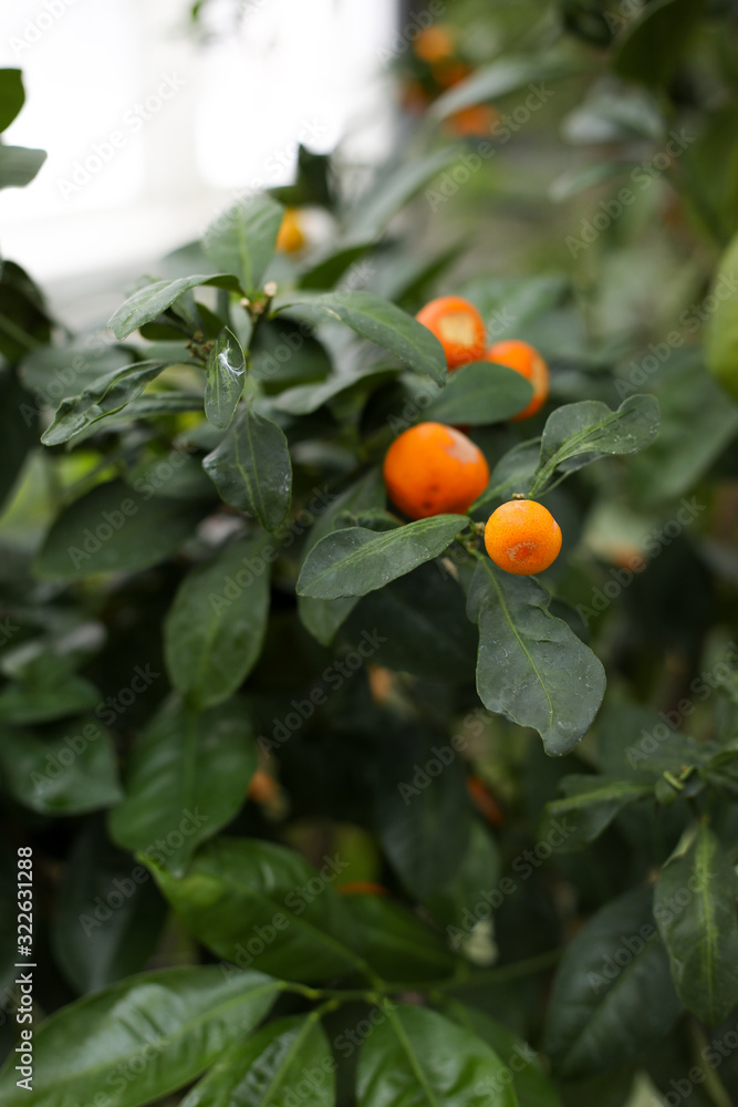 Orange tree in a greenhouse