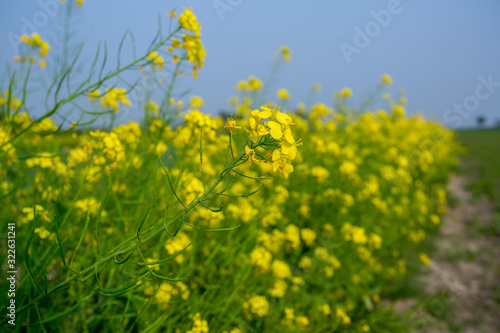 Yellow mustard flower  mustard flower field is fully bloomed.