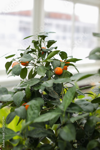 Orange tree in a greenhouse