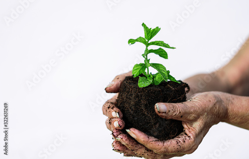 Little plant good herb growth in a woman senior hands