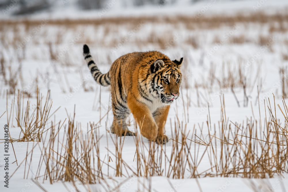 Obraz premium Siberian Tiger running in snow. Beautiful, dynamic and powerful photo of this majestic animal. Set in environment typical for this amazing animal. Birches and meadows