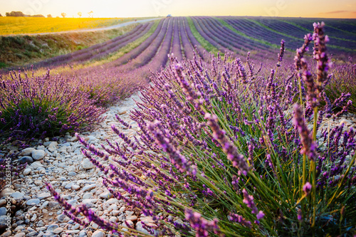 Fotografie, Tablou Lavender and sunflower fields in Provence, France