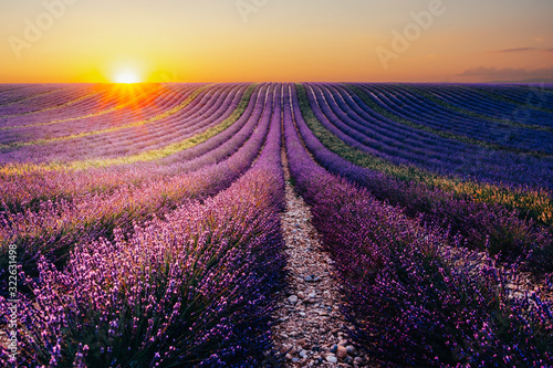 Blooming lavender field at sunset in Provence, France