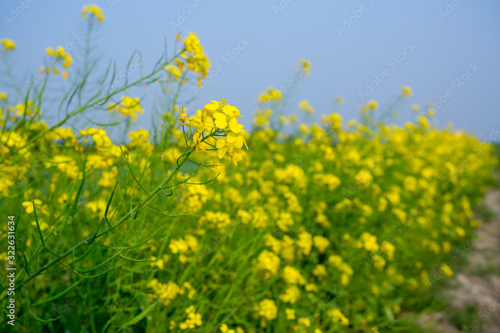 Yellow mustard flower, mustard flower field is fully bloomed. Yellow mustard flower, mustard flower field is fully bloomed.