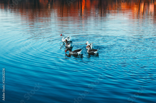 Geese swim in the lake against the backdrop of an autumn landscape