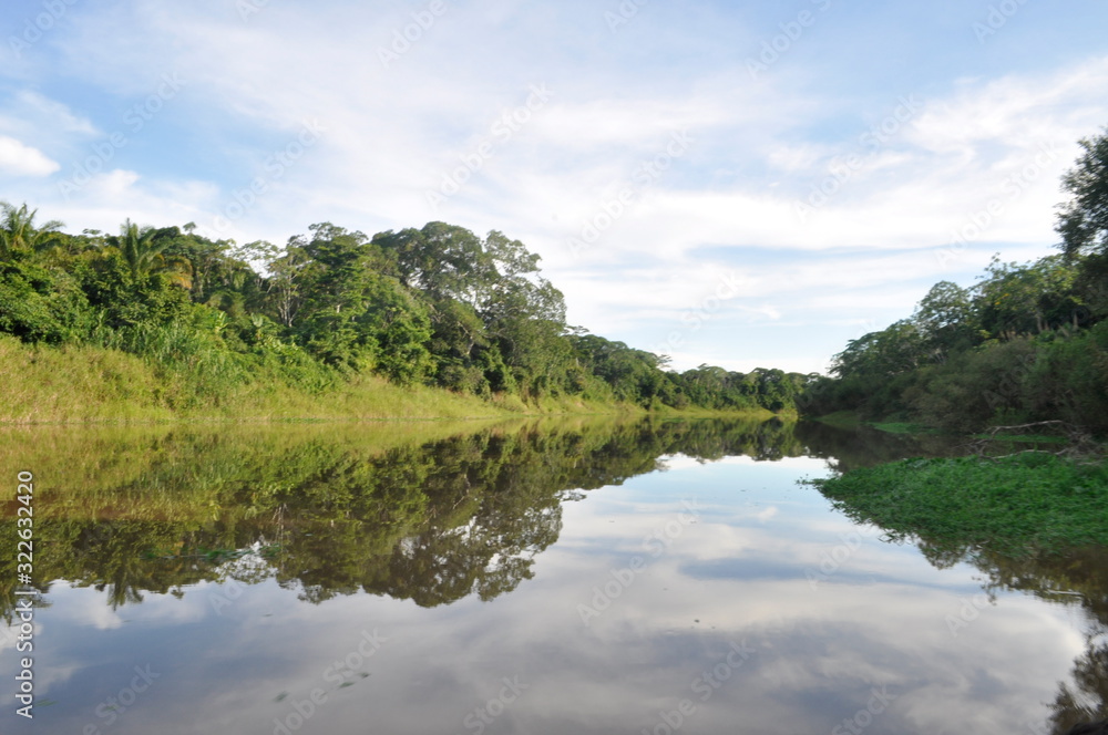 Landscape and trees of the Bolivian jungle Landscape and trees of the Bolivian jungle