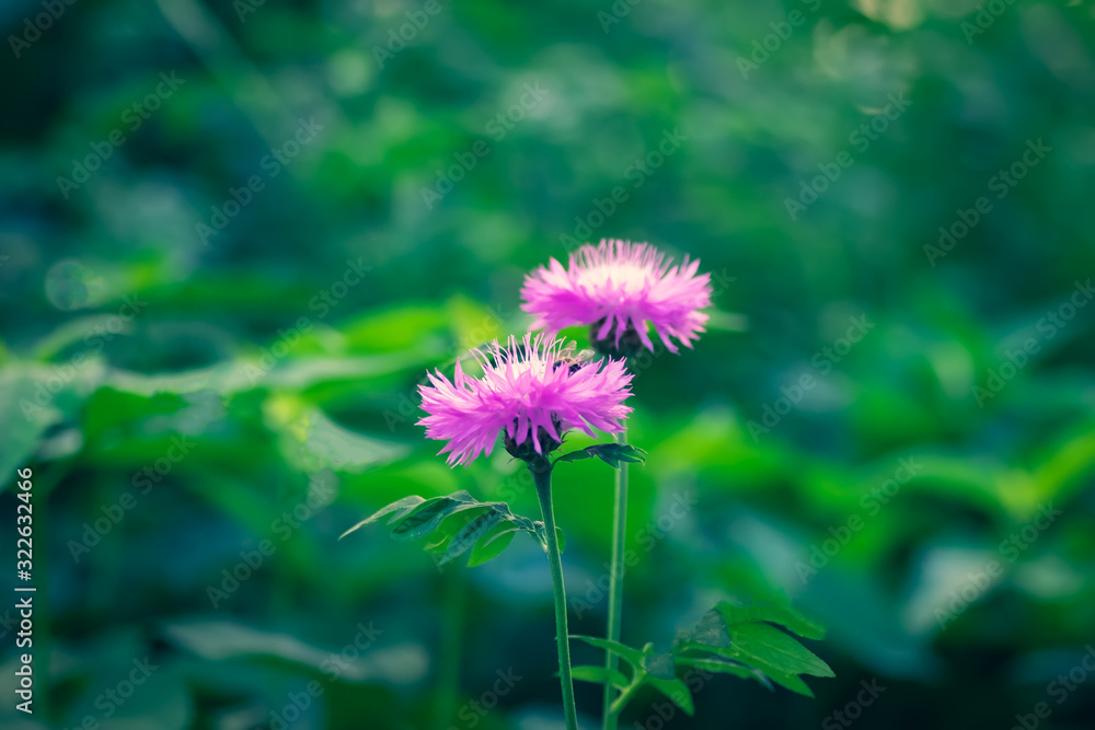Beautiful purple flower, spring summer natural image Beautiful purple flower, spring summer natural image