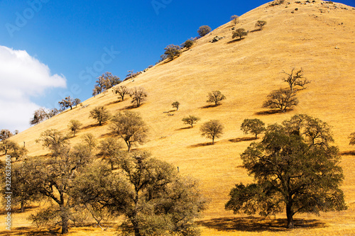 Drought killed trees near Tehachapi Pass, in California's four year long drought, USA. photo