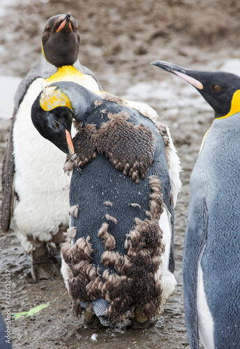 Moulting King Penguins in the world's second largest King Penguin colony on Salisbury Plain, South Georgia, Southern Ocean. photo