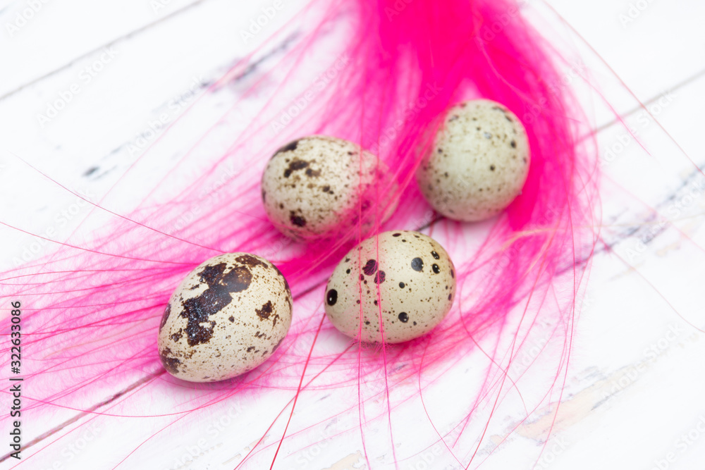 Obraz premium Quail eggs with pink feathers on white background. Easter concept.