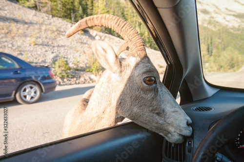 Female Big Horn Sheep (Ovis canadensis) licking salts off a car in Jasper National Park, Rocky Mountains, Canada photo