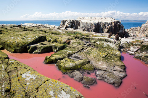 A pool coloured red from algae that have been fertilized by seabird guano on the Farne Islands, Northumberland, UK.