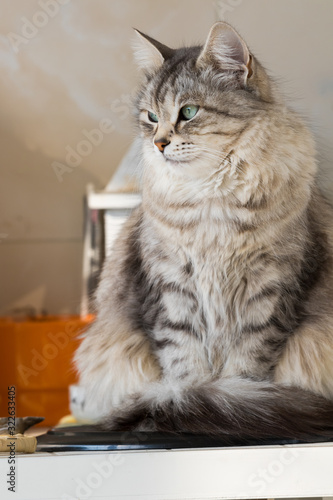 Beautiful long haired cat in relax, domestic animal of livestovk