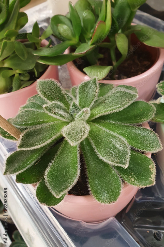 Close up succulents plant in pot, indoor decorative live plant. Close up succulents plant in pot, indoor decorative live plant.