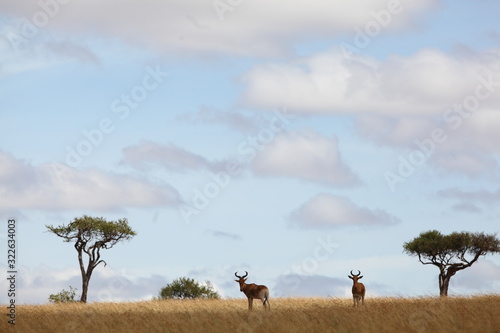 Hartebeest antelope  Topi in the wilderness of Africa
