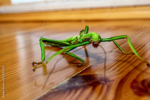 A small green scary insect crawls on a wooden surface. Little green stick insect is looking at the camera.