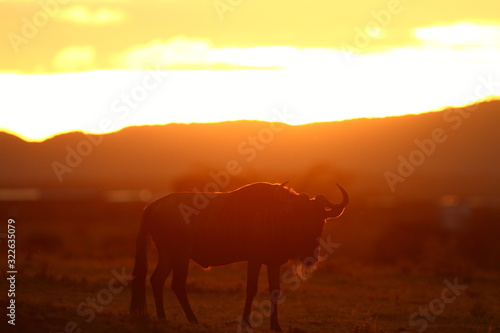 Wildebeest, gnu in the wilderness of Africa at sunset