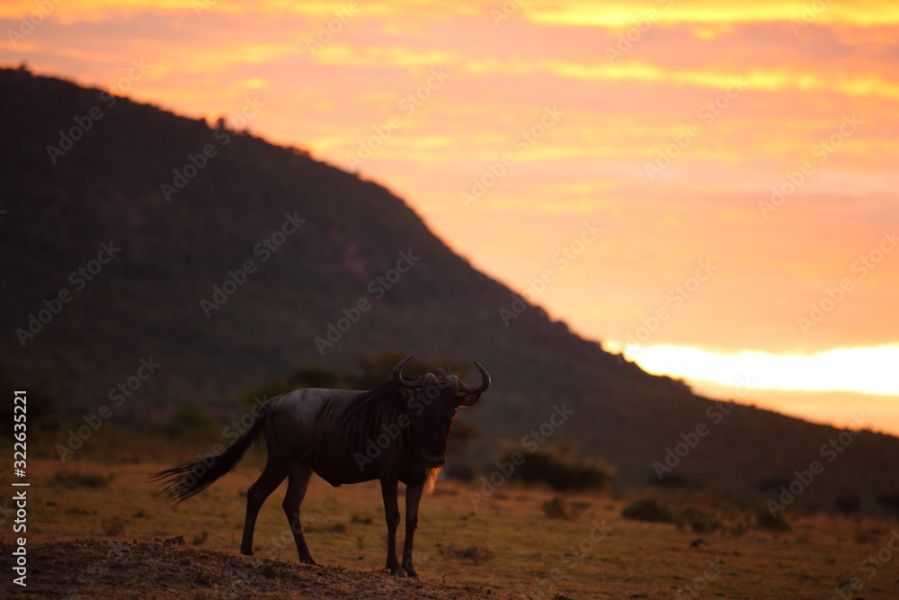 Wildebeest, gnu in the wilderness of Africa at sunset Wildebeest, gnu in the wilderness of Africa at sunset