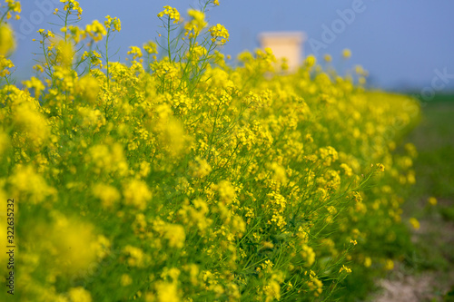 Landscape with yellow mustard flower blooming in winter under the sky. photo