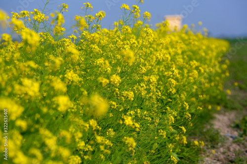 Landscape with yellow mustard flower blooming in winter under the sky. © Onuchcha