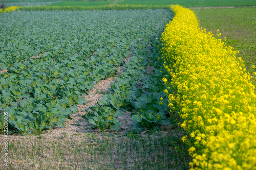 Yellow mustard flower fields with green cabbages fields - beautiful winter landscape. photo