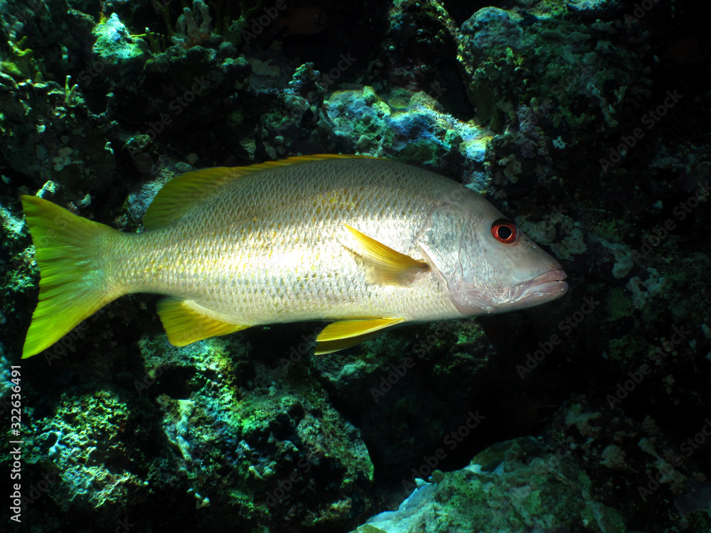 One spot snapper (Lutjanus monostigma) Taking in Red Sea, Egypt. One spot snapper (Lutjanus monostigma) Taking in Red Sea, Egypt.
