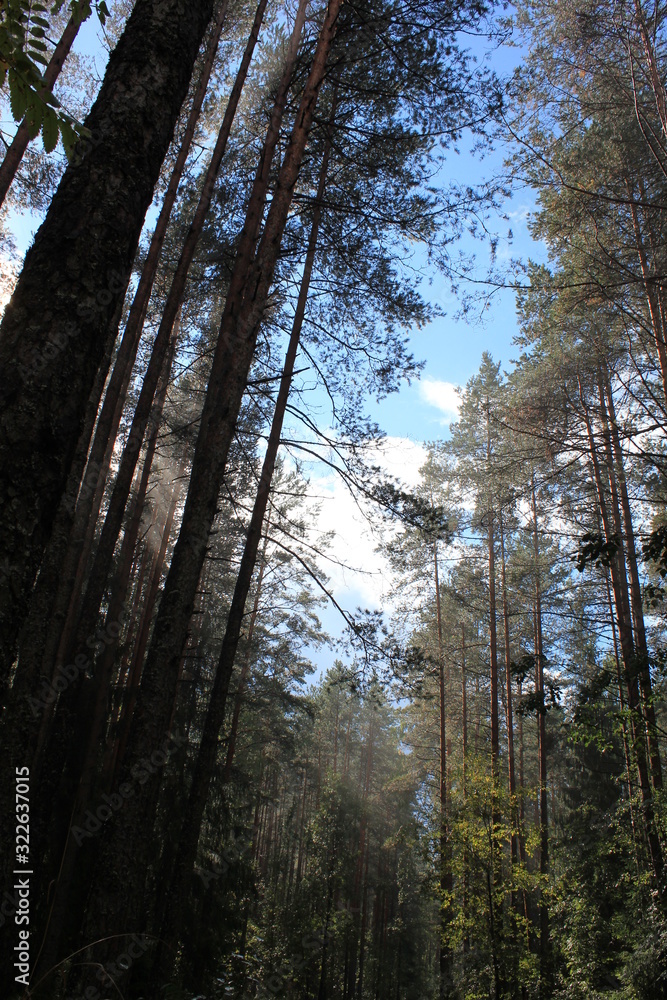 Fototapeta premium trees in forest