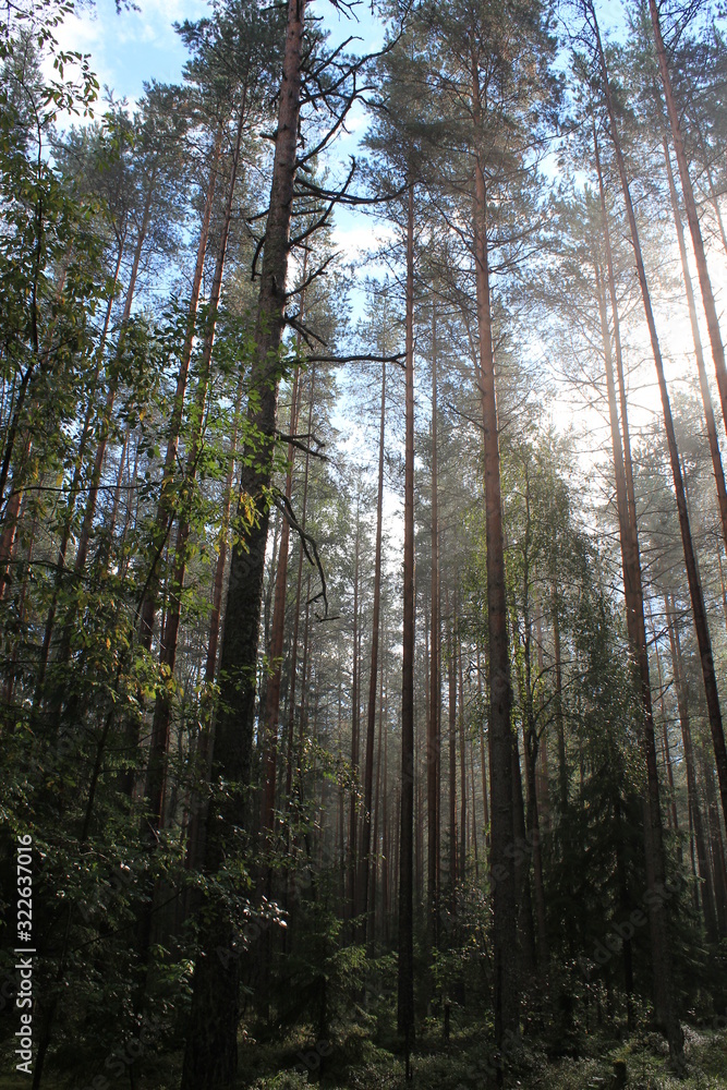 Obraz premium trees in the forest