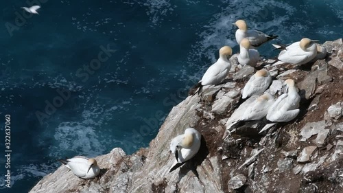 Northern gannets (Morus bassanus) preening feathers in seabird breeding colony in sea cliff at Hermaness, Unst, Shetland Islands, Scotland, UK