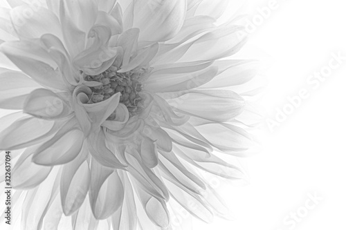 macro of black and white dahlia