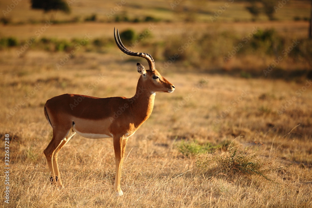 Fototapeta premium Male impala in the wilderness of Africa