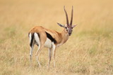 Thomsons gazelle in the wilderness of Africa