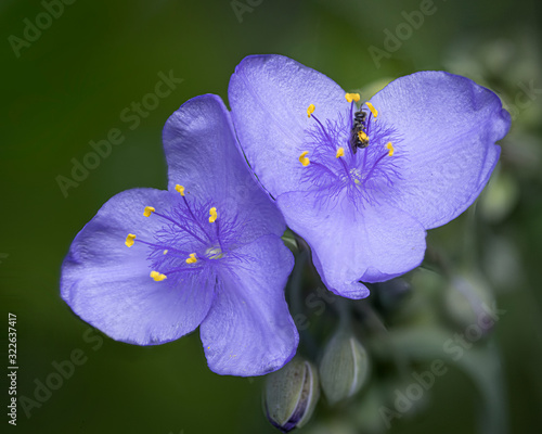 closeup nof wild purple spiderwort photo