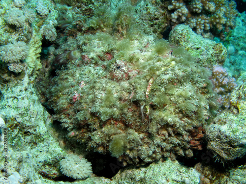 Fototapeta Naklejka Na Ścianę i Meble -  Stonefish (Synanceia verrucosa). Taking in Red Sea, Egypt.