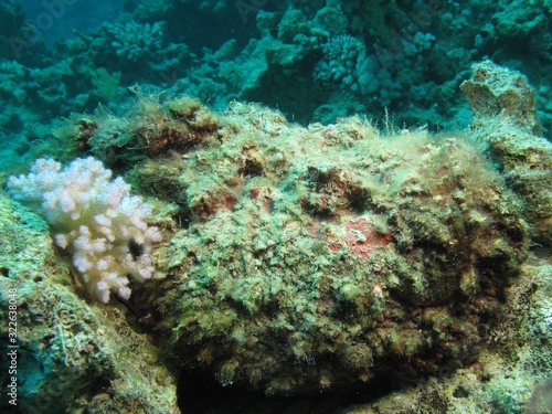Stonefish (Synanceia verrucosa). Taking in Red Sea, Egypt.