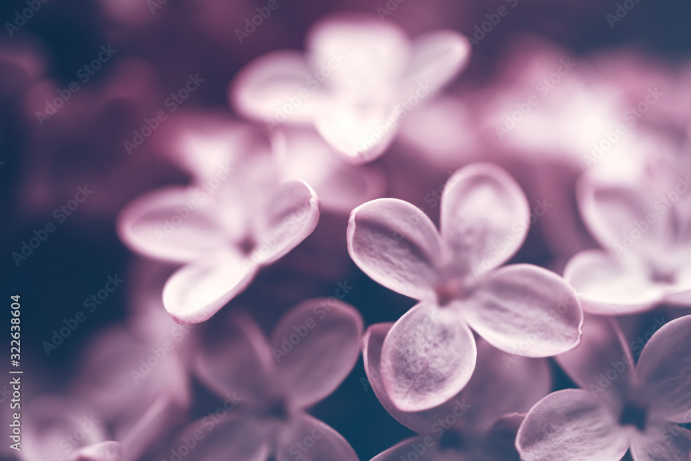 Floral background with lilac flowers closeup, soft focus, toned Floral background with lilac flowers closeup, soft focus, toned