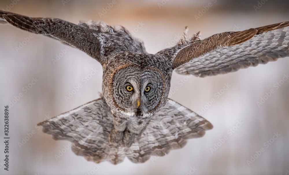 Naklejka premium Great Gray Owl in Canada 