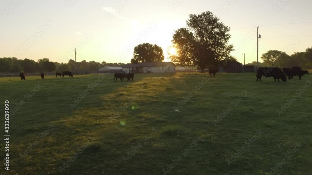 Cattle farm in the morning in early sunrise. Cattle farm in the morning in early sunrise.