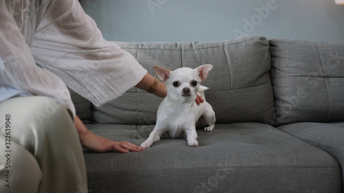 Woman in elegant clothes petting lovely pet. Amazing Chihuahua. Breed of fog. Daily life. Owner and pet. Indoors. Sofa. Without face. Apartment. © Fractal Pictures