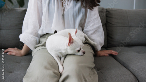 Wonderful white dog sitting on lap of owner. Girl touching smooth Chihuahua. Popular toy breed. Puppy hood. Without face. People and domestic animal. Idea.