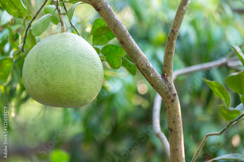 Ripening fruits of the pomelo, natural citrus fruit, green pomelo hanging on branch of the tree . Ripe green pomelo hanging on branch, tropical pomelo tree, citrus fruit photo