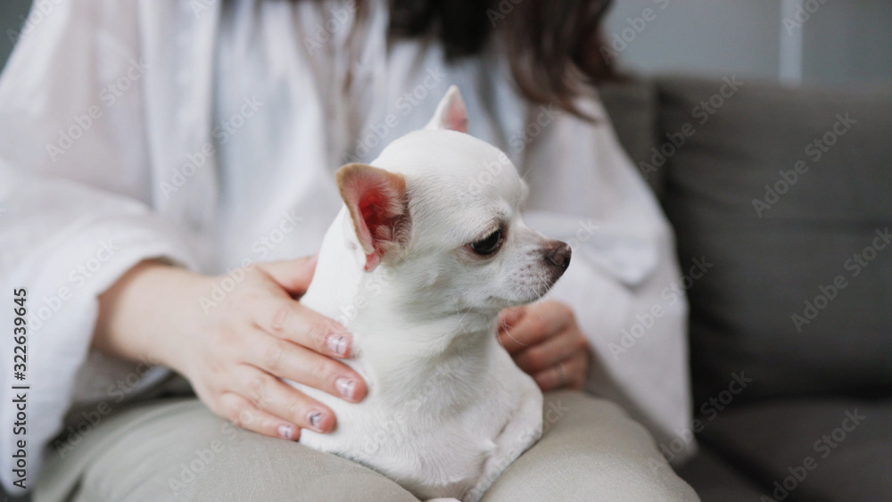 Close-up shooting of small white dog. Dog with round apple-like skull. Pretty pet. Chihuahua. Apartment, petting, woman, nice, cute, girl, indoors, living room, cozy