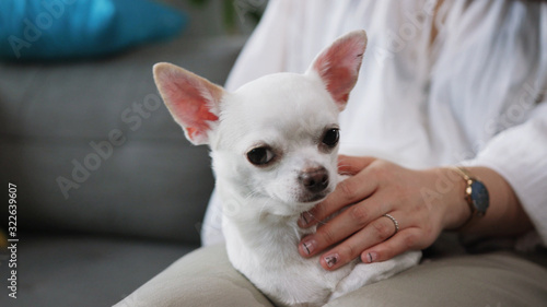 Close-up shooting of sweet Chihuahua. Fine pet sitting on lap. Woman's hands petting compact dog. Indoors. Apartment. Cutie.